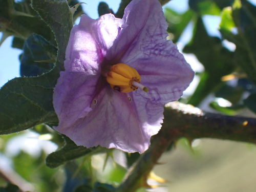 Solanum linnaeanum observed 2026-01-16