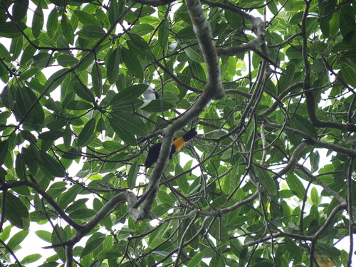 Yellow-rumped Cacique (Cacicus cela), photo 3