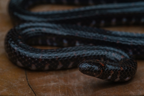 Selangor Mud Snake