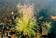 Deschampsia cespitosa glauca