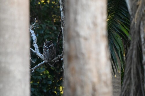 View observation of {o.common_name} on iNaturalist