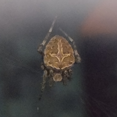 Brown Sailor Spider photo 4