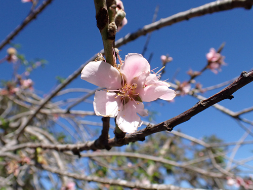 Prunus, 2026-01-16