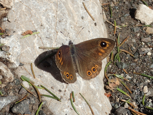 Planinski pjegavac (Lasiommata petropolitana)