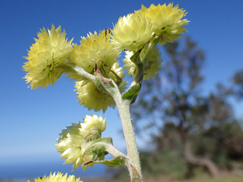 Helichrysum foetidum observed 2026-01-16