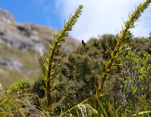 Aciphylla horrida (Aciphylla horrida)