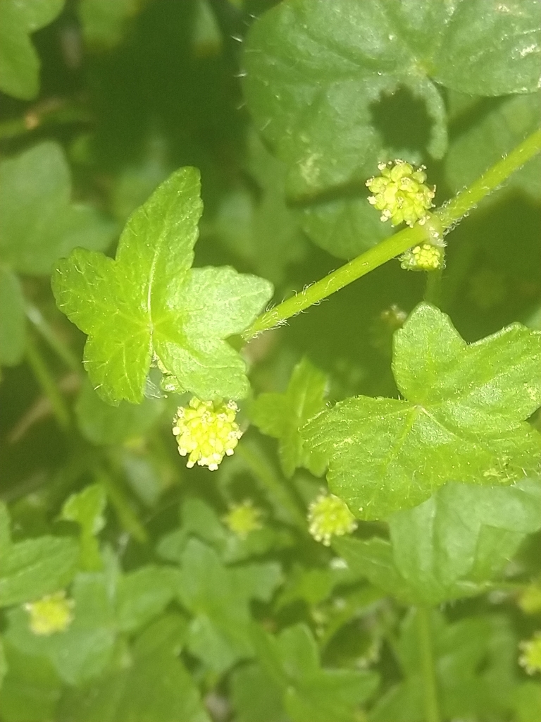 Bowlesia platanifolia