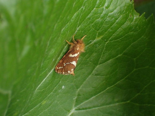 hrotokrídlovec prvosienkový (Phymatopus hecta)