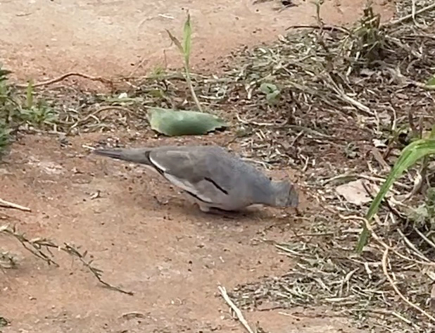 Picui Ground Dove (Columbina picui), photo 10