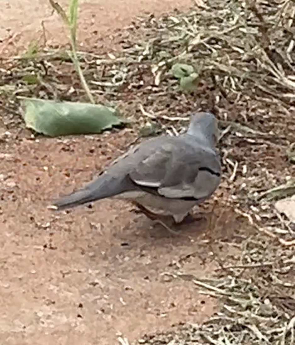 Picui Ground Dove (Columbina picui), photo 9