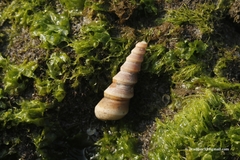 Image of Turritella duplicata