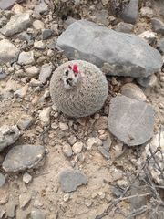 Epithelantha greggii greggii