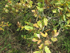Quercus × coutinhoi, photograph (c) zebedeugalinha, some rights reserved (CC BY)