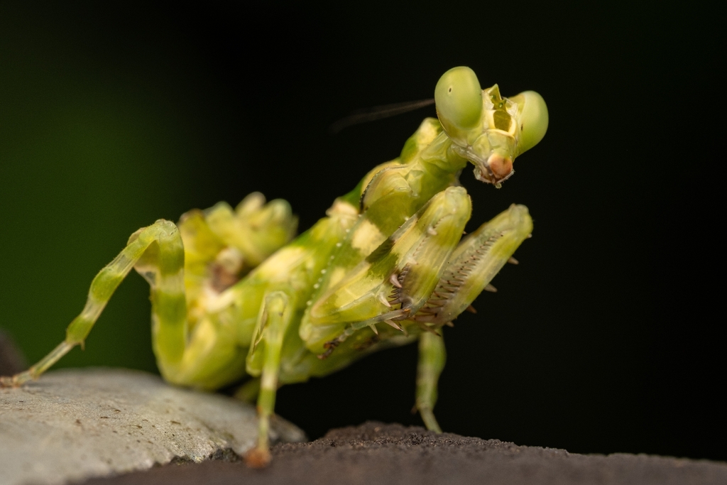 Banded Flower Mantis from Aft Tagore Dr, Singapore on December 24, 2024 ...