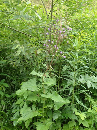 mliečivec alpínsky (Cicerbita alpina)