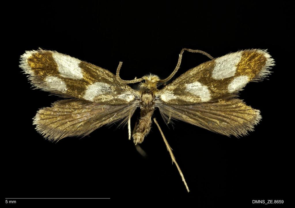 Epimartyria pardella