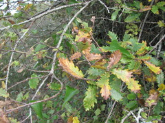 Quercus × coutinhoi, photograph (c) zebedeugalinha, some rights reserved (CC BY)