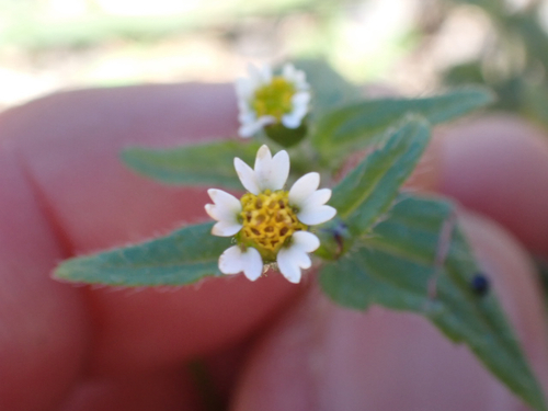 Galinsoga quadriradiata observed 2026-01-16