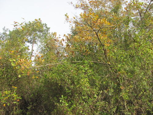 Quercus coutinhoi