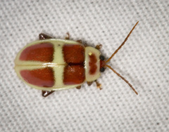 Asphaera discicollis