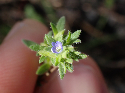 Veronica arvensis observed 2026-01-16