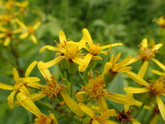 Senecio nemorensis