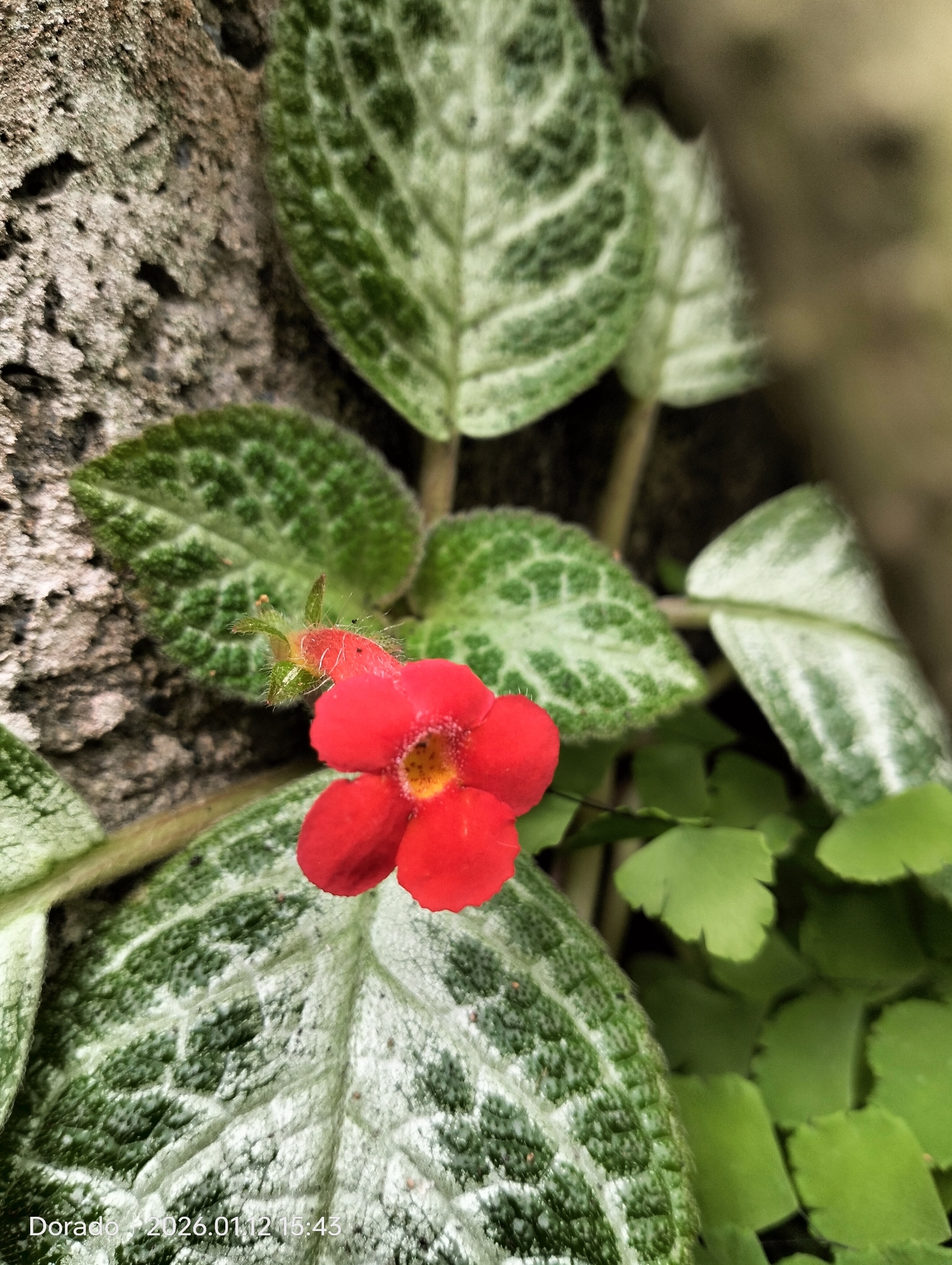 Episcia × variabilis H.E.Moore