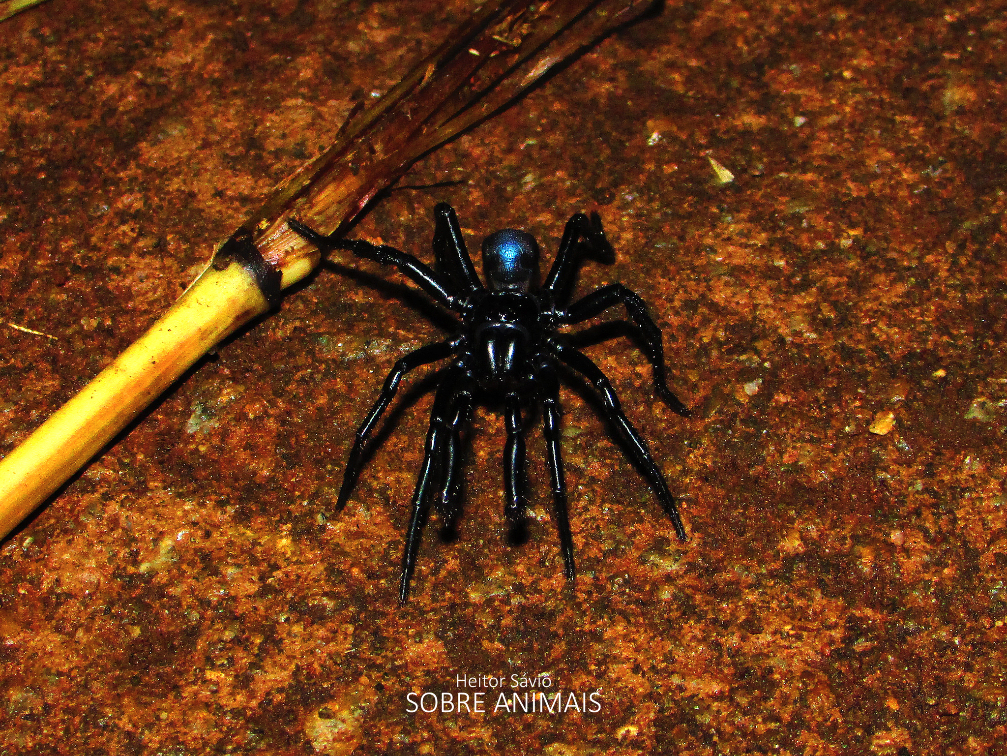 Actinopus tutu Miglio, Pérez-Miles & Bonaldo, 2020