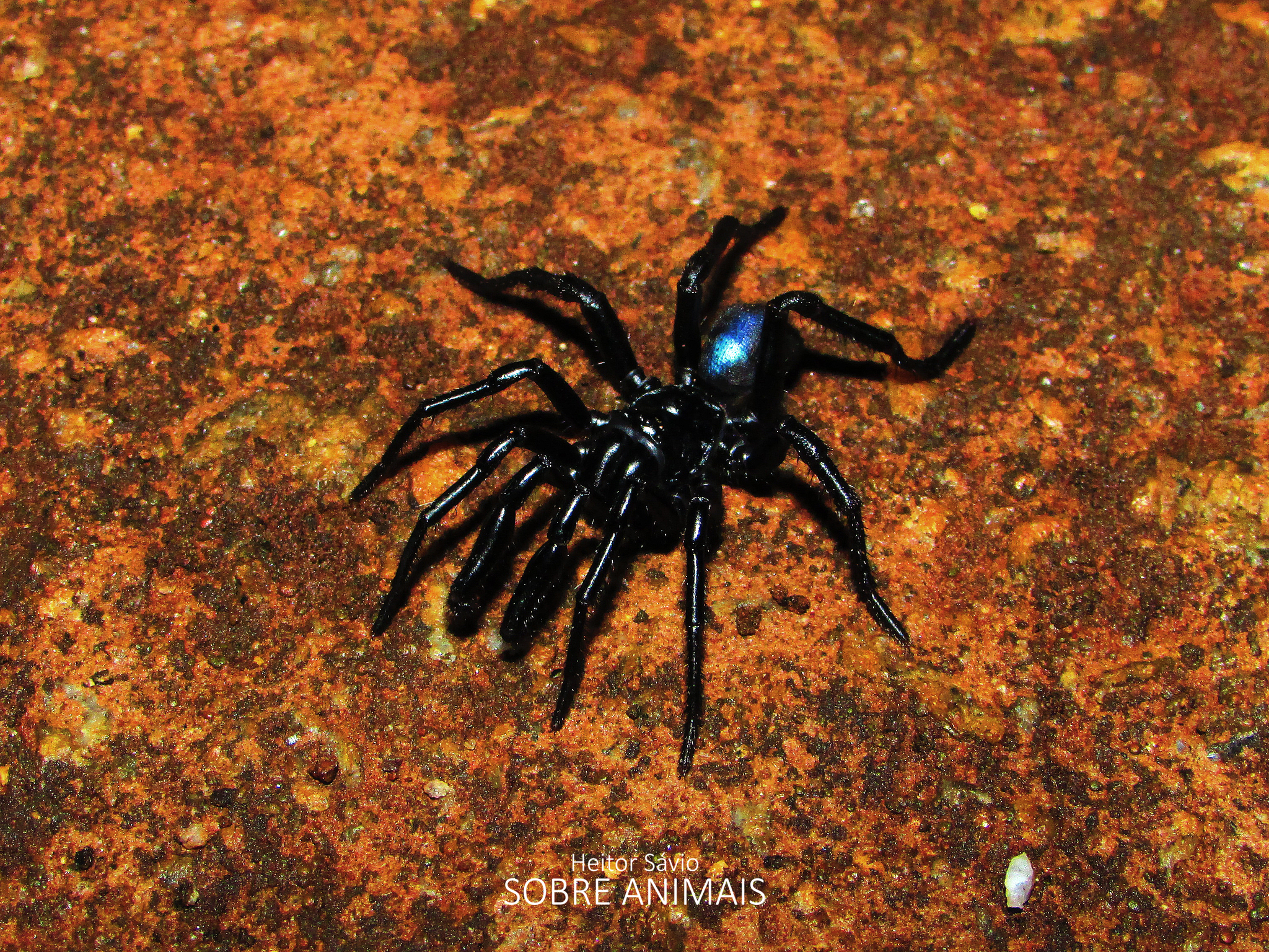 Actinopus tutu Miglio, Pérez-Miles & Bonaldo, 2020