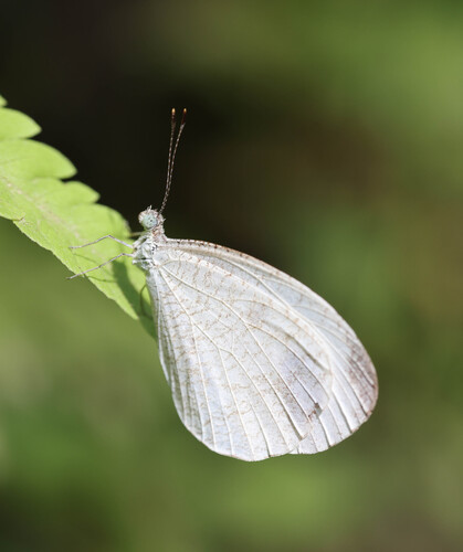 Leptosia nina