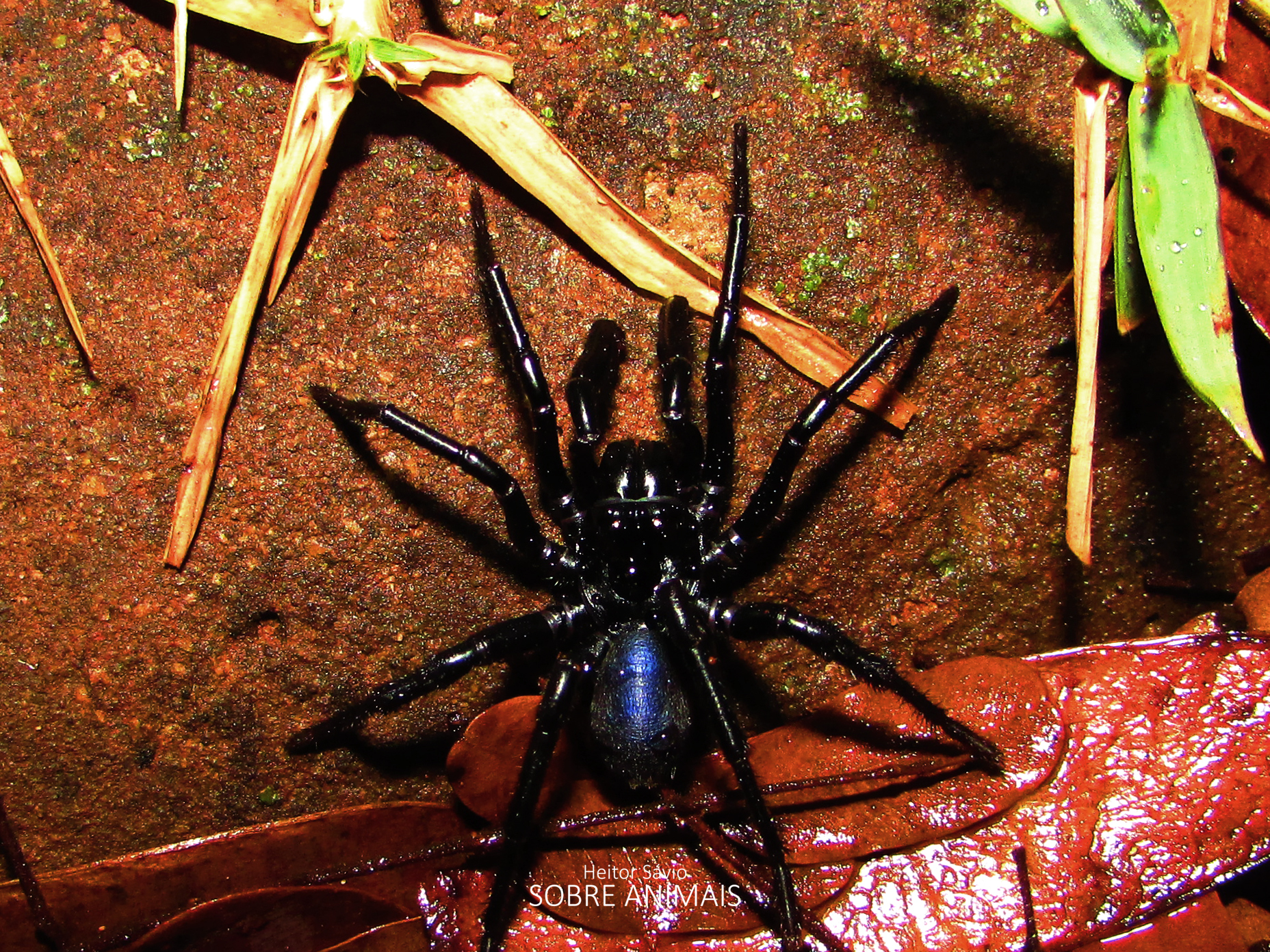 Actinopus tutu Miglio, Pérez-Miles & Bonaldo, 2020