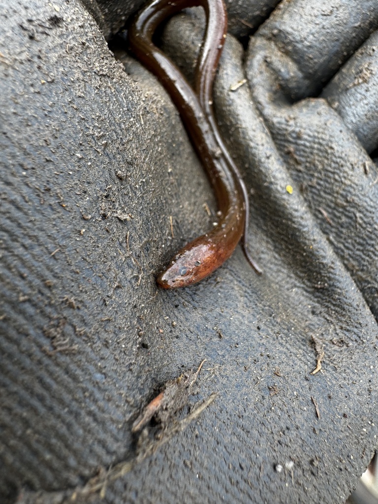 Asian swamp eel (Monopterus albus) — Synbranchidae