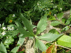 Ranunculus aconitifolius