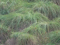 Cyperus sordidus