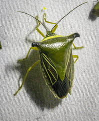 Edessa pictiventris