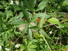 Ranunculus aconitifolius