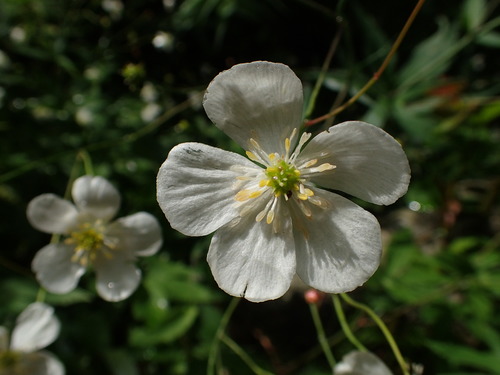 iskerník platanolistý (Ranunculus platanifolius)