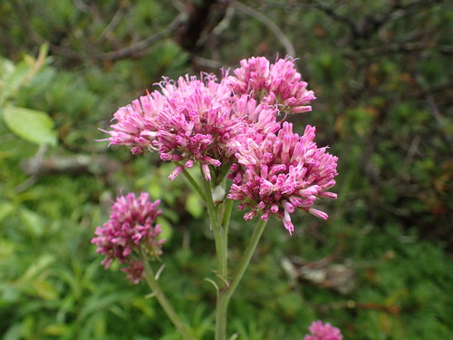 mačucha cesnačkovitá (Adenostyles alliariae)
