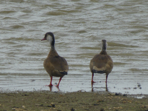Brazilian Teal (Amazonetta brasiliensis), photo 4