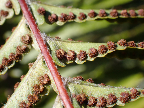 Nephrolepis brownii observed 2026-01-16