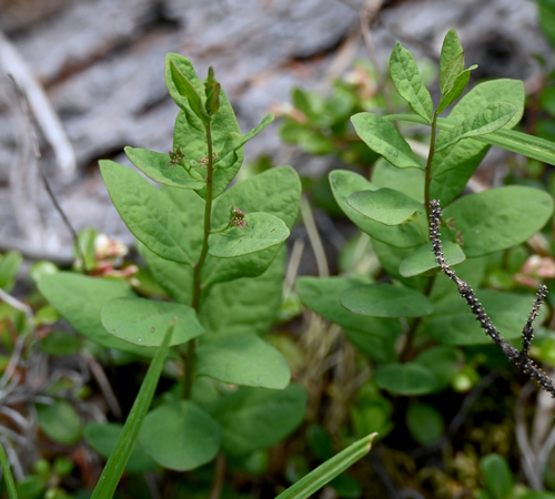 Northern Comandra (Geocaulon lividum)