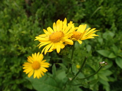Doronicum austriacum