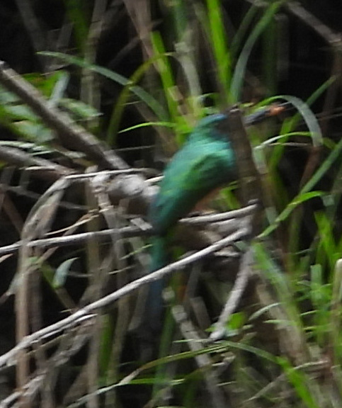 Great Jacamar (Jacamerops aureus), photo 6
