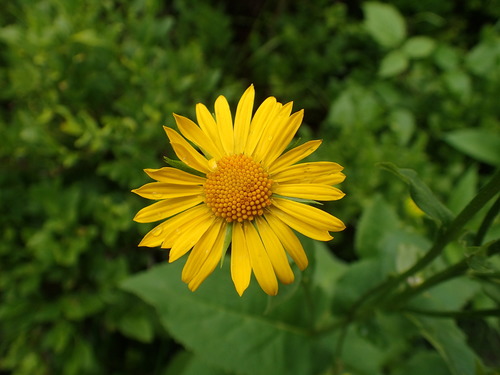 kamzičník rakúsky (Doronicum austriacum)
