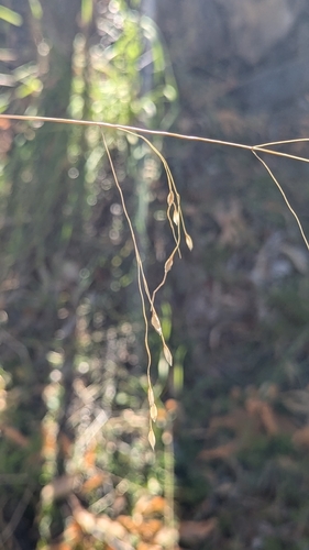 Piptochaetium fimbriatum observed 2026-01-14