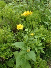 Doronicum austriacum