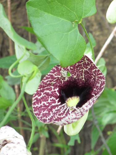 Aristolochia littoralis