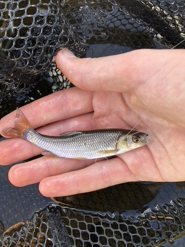 Chub (Squalius cephalus) — Cyprinidae — 5