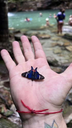 Periander Metalmark