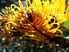 Grevillea robusta, recorded flowering